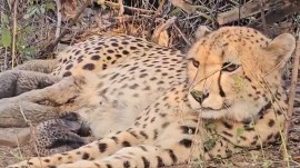 Kuno cheetah Kuno cheetah