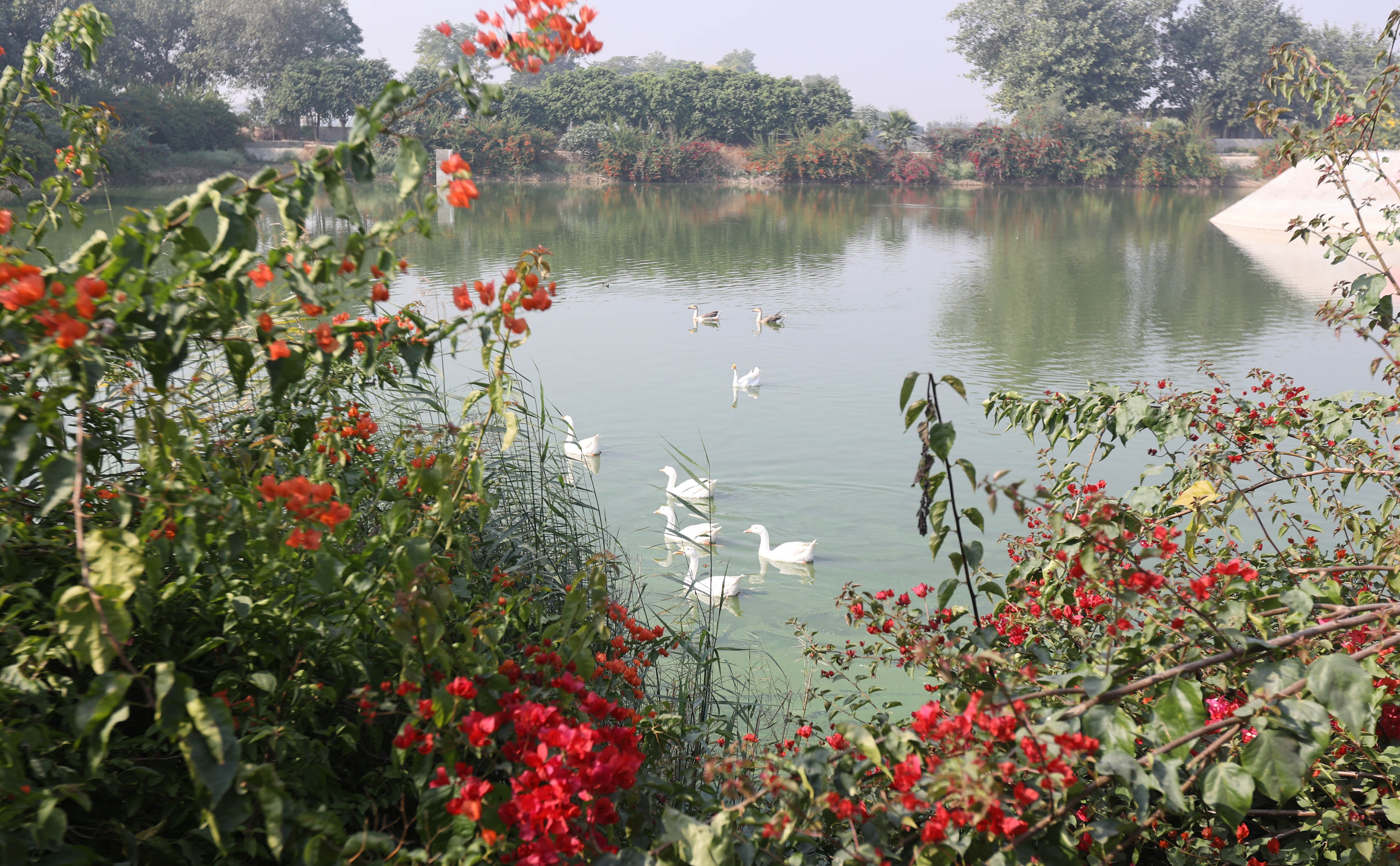 The dirty pond at the village is now a picturesque lake where villagers come to feed ducks. (Express photo: Gurmeet Singh)