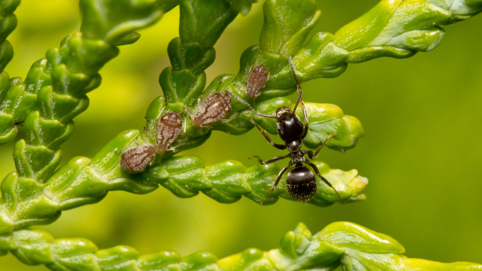 Queen Ant Tricks Colony into Killing Mother