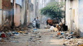 The potholed Bagh Wali Gali in Malerkotla laden with garbage and stray cattle. (Express photo: Gurmeet Singh)