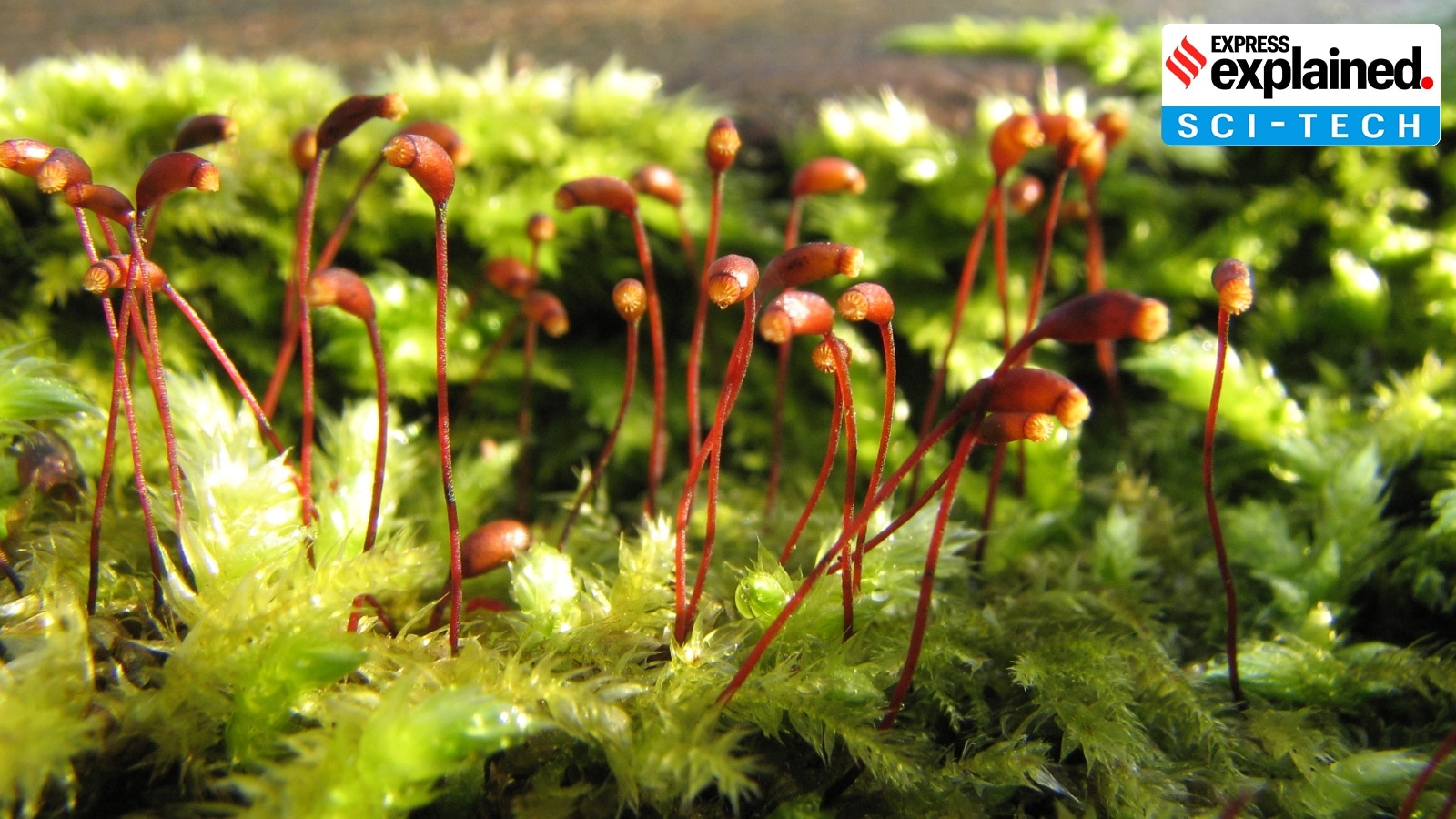Moss spores survive months in space: Why is this significant?