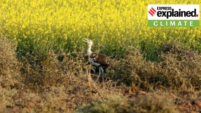naliya vadodara gujarat weather