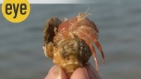 A hermit crab