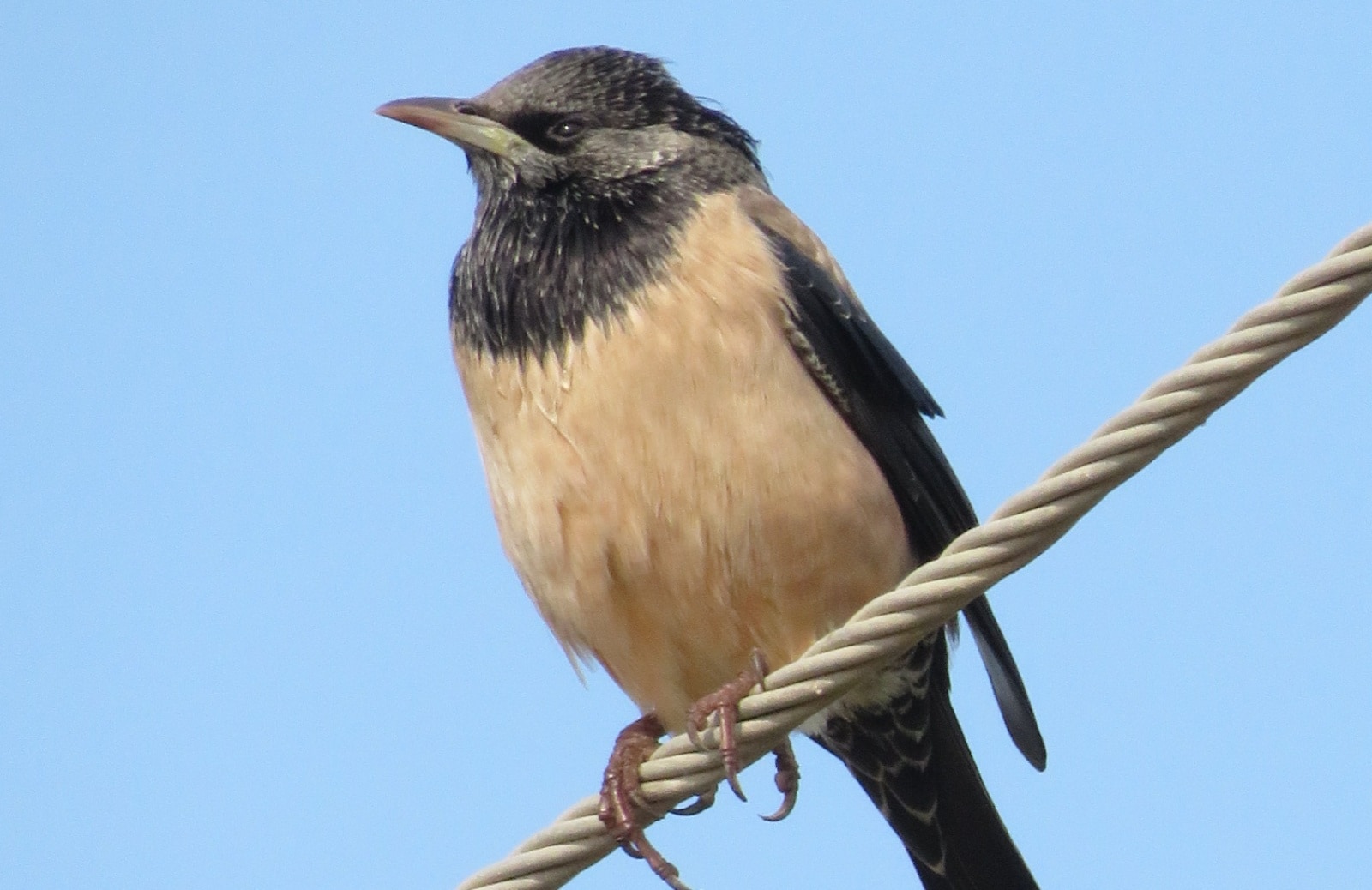 Rosy Starling