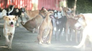 Pune dogs protest