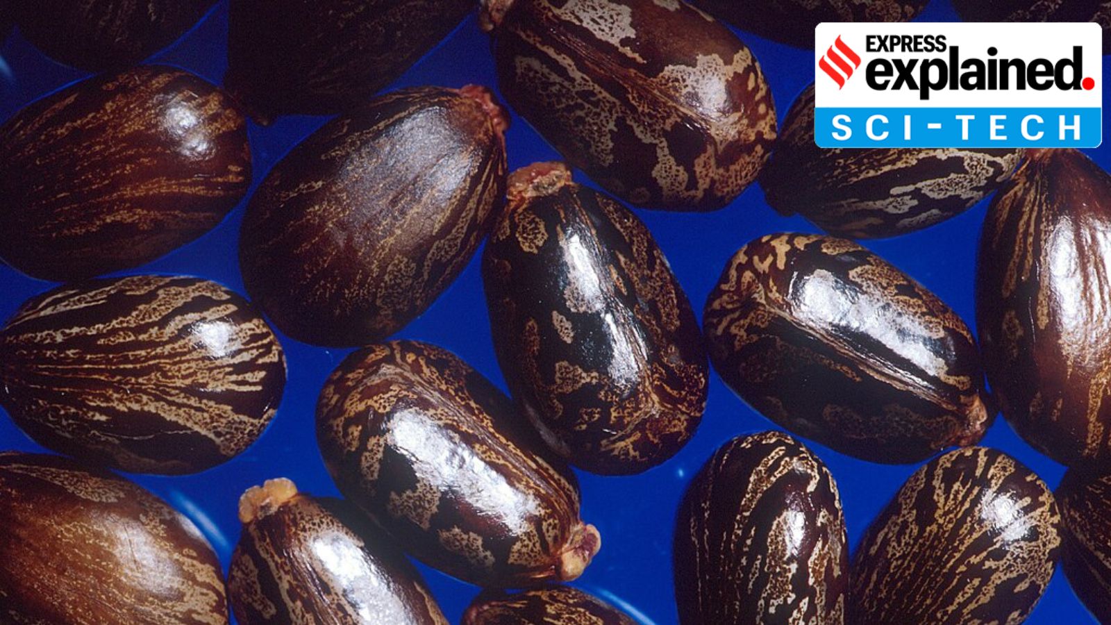 Ricin poison terror plot: What is ricin, and why a few milligrams can be fatal