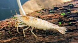 According to the researchers, the new search for the shrimp began in 2022, after an Odisha-based aquarium hobbyist found a mature member of the species.