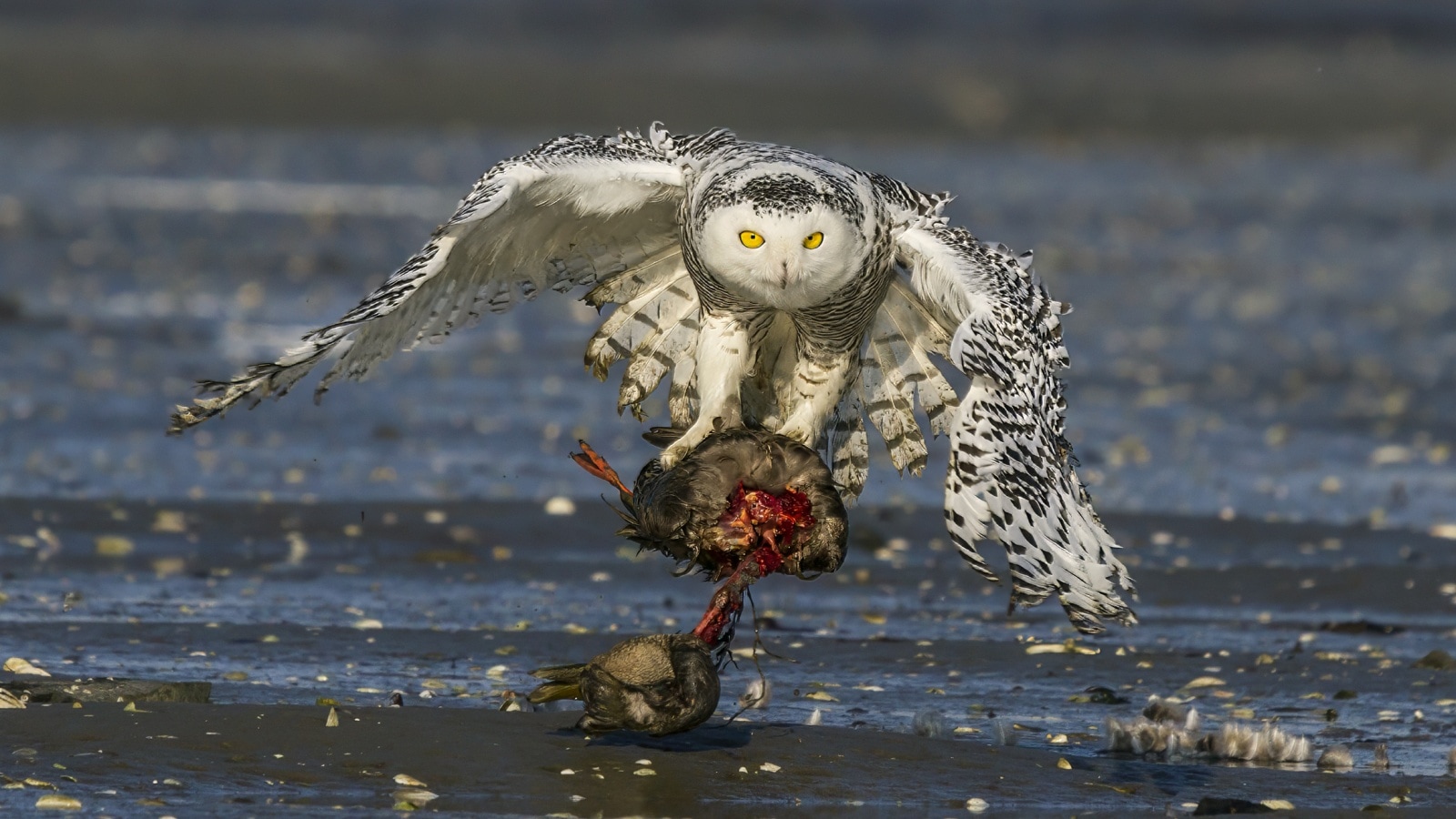 5 animals you can spot only in winter