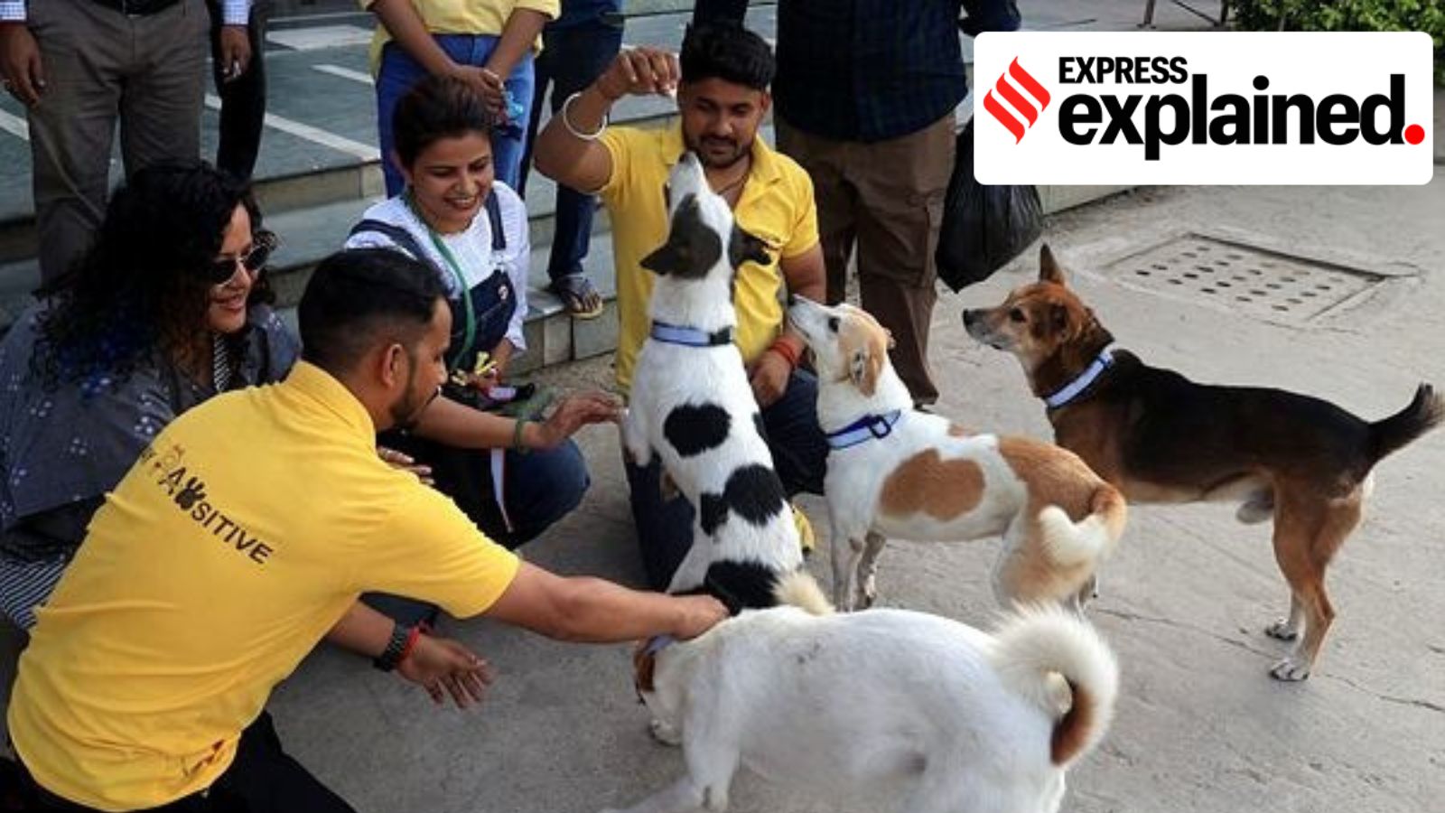 Understanding the stray animal crisis in India, and how other countries have intervened | Explained news