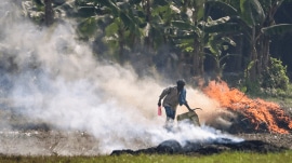 The Fatehabad district deputy commissioner has received a notice over an apparent failure to arrest stubble burning (Representative image: PTI).