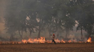 SC seeks report from Punjab, Haryana on steps taken to curb stubble burning