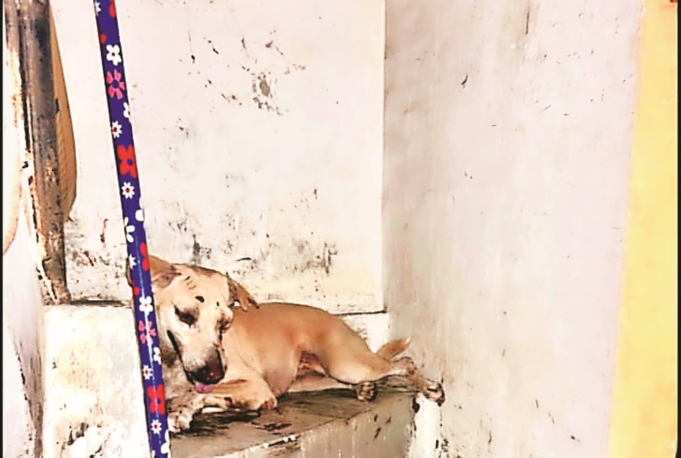Gujarat: After nurse’s complaint, Surat man, son arrested for ‘beating up’ stray dog