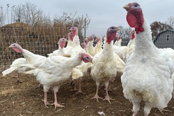 Thanksgiving 2025: Lower than expected turkey prices despite bird flu, a welcome relief for Americans