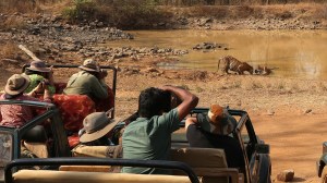 Tiger safari on non-forest land, no night tourism: Supreme Court