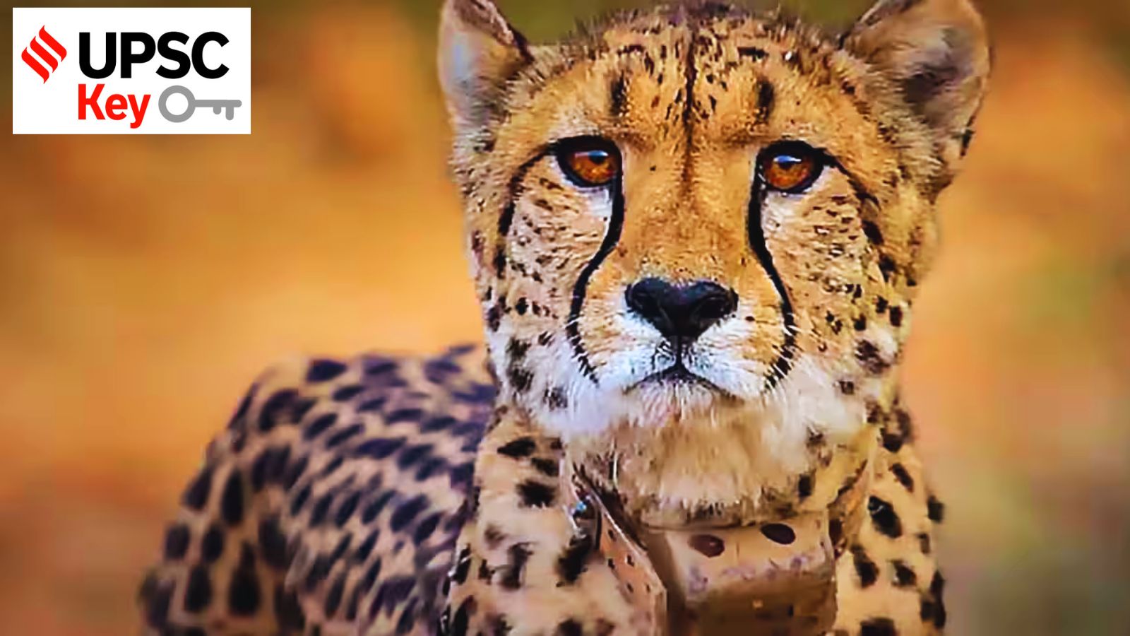 Cheetahs, AI governance norms, and Climate Finance Report