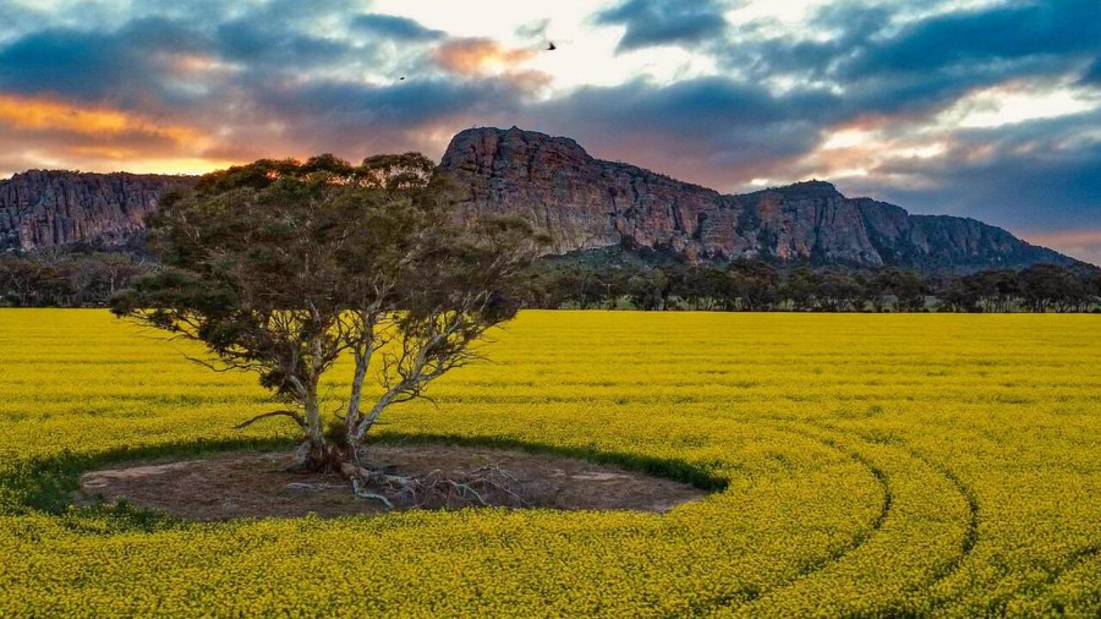 Canada and Pakistan agree to facilitate canola trade as Canada seeks new markets for commodity