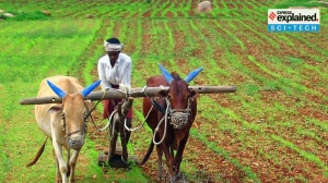 From gene modification to genome editing – India’s journey