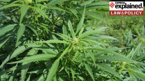 Why growing a cannabis plant in your balcony is a crime, but buying bhang isn’t