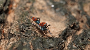 The campaign, part of ‘Nisargotsav’, highlights the beauty and ecological importance of urban wildlife.