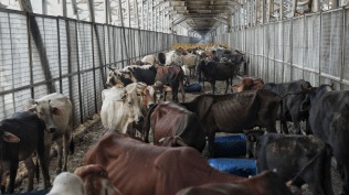 cattle smuggle, cattle smuggling, eid,