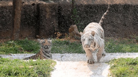 Forest officials continue operations to track other tigers spotted near human settlements.
