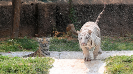 Forest officials continue operations to track other tigers spotted near human settlements.