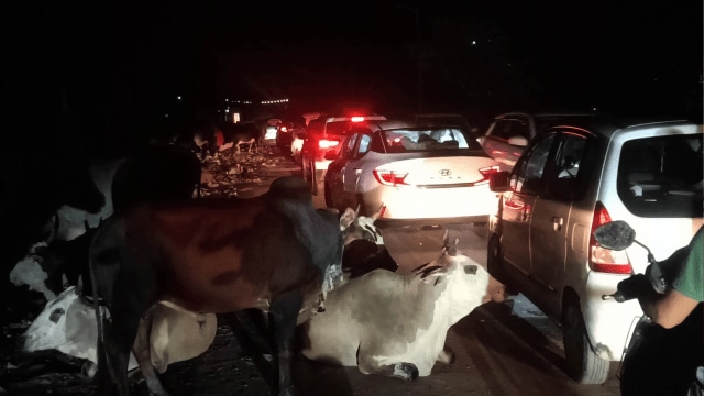 The civic body has intensified its cattle control operations, impounding over 2,000 cattle and penalizing repeat offenders this year.