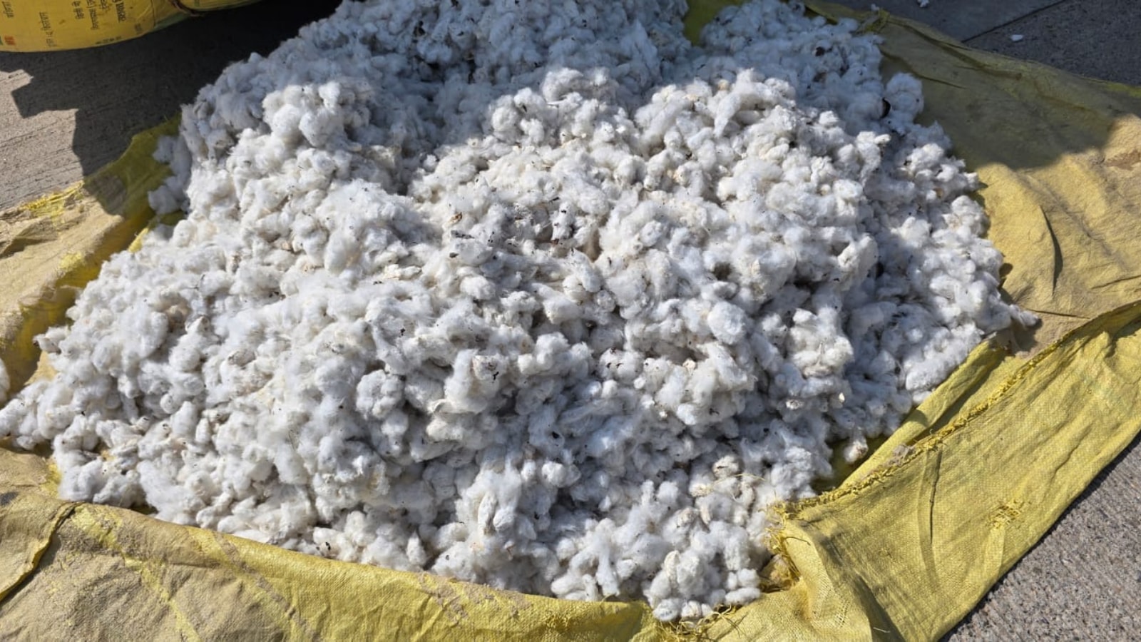 Kapas Kisan app runs into trouble in Punjab despite relaxed norms; Cotton Corporation of India’s purchases remain minimal