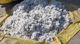 Despite relaxed norms and government efforts, CCI’s procurement remains negligible this season.