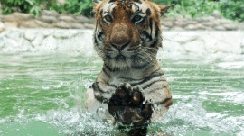 Officials confirmed the image was fake and warned that spreading such misinformation is punishable under law.