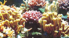 Experts highlight rising climate threats to reefs and stress improved scientific monitoring.