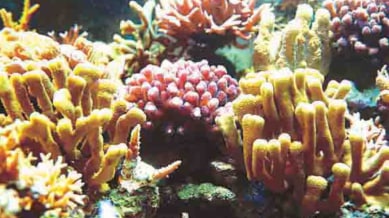 Experts highlight rising climate threats to reefs and stress improved scientific monitoring.