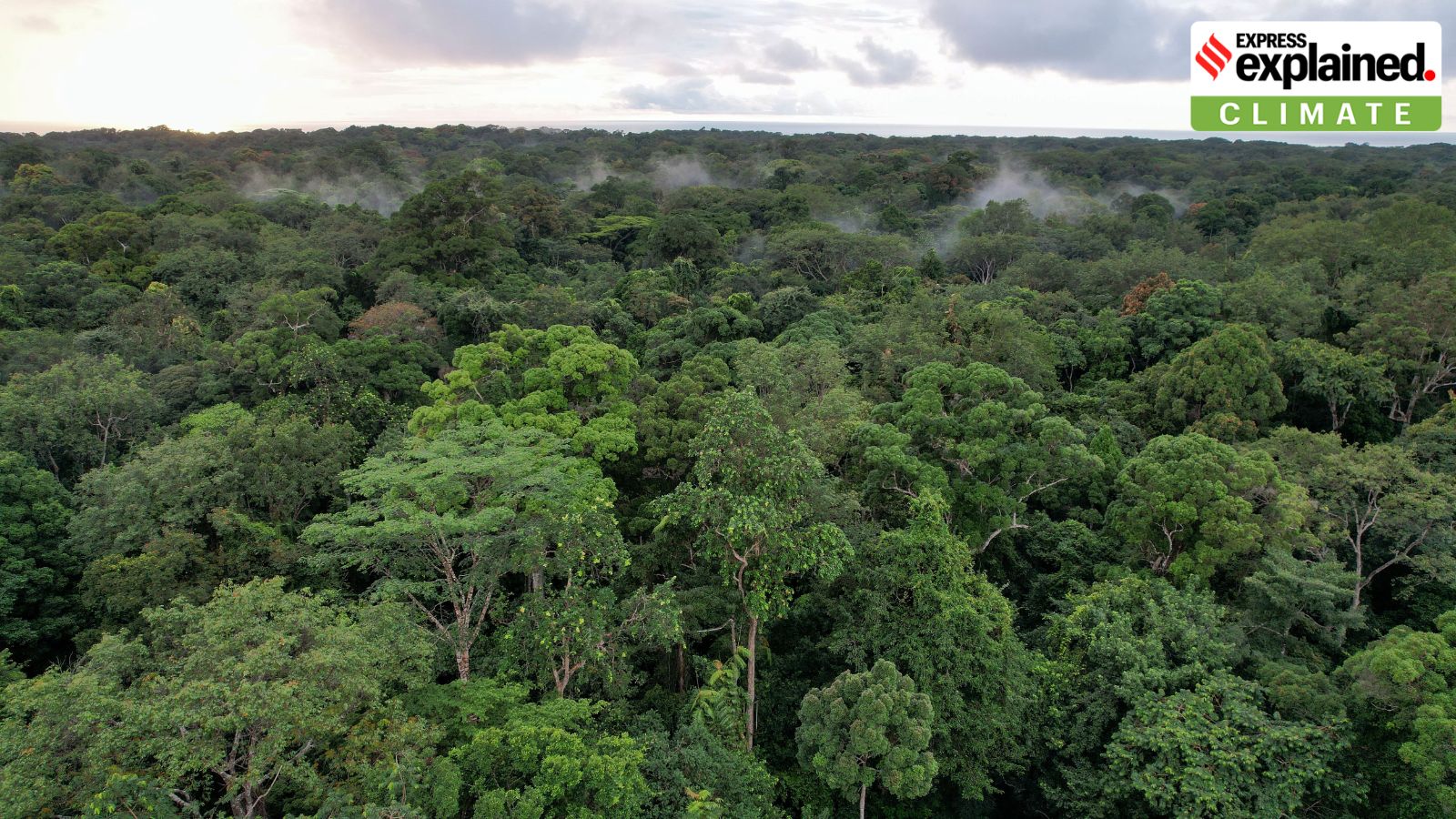 Africa’s forests transformed from carbon sink to carbon source: Why does it matter?