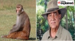 Veteran primatologist Mewa Singh, a professor of ecology and animal behaviour at the University of Mysore, had campaigned to restore the legal protection of species.