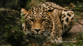 Pune Forest officials continue the search for a leopard sighted in the highly urbanised Aundh area while actively warning residents against circulating fear-mongering, fake AI-generated images. (File)
