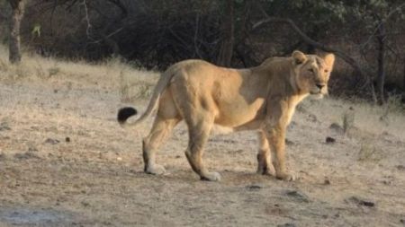 Toddler mauled to death, lioness captured: Forest dept