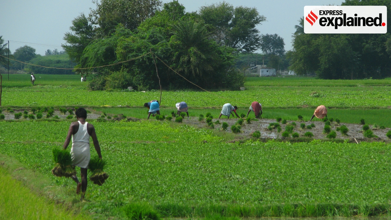 How Tamil Nadu’s record harvest turned into a procurement and storage crisis