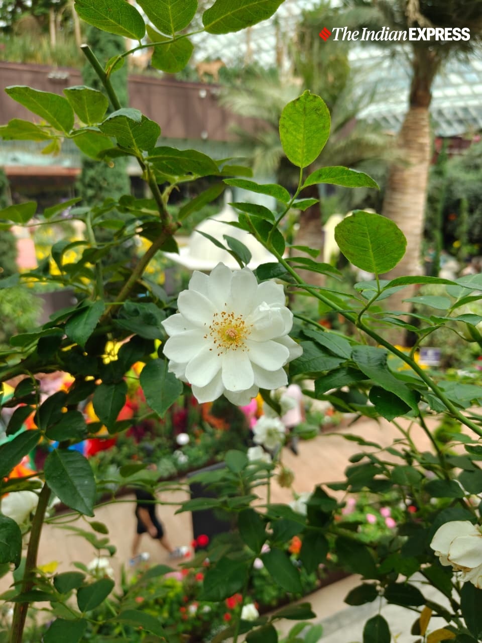 (Image: Bijin Jose/The Indian Express)