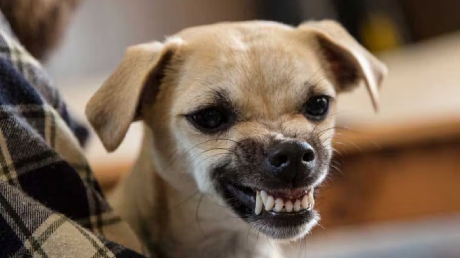 Electrician Dies After Falling from Building While Fleeing Dog