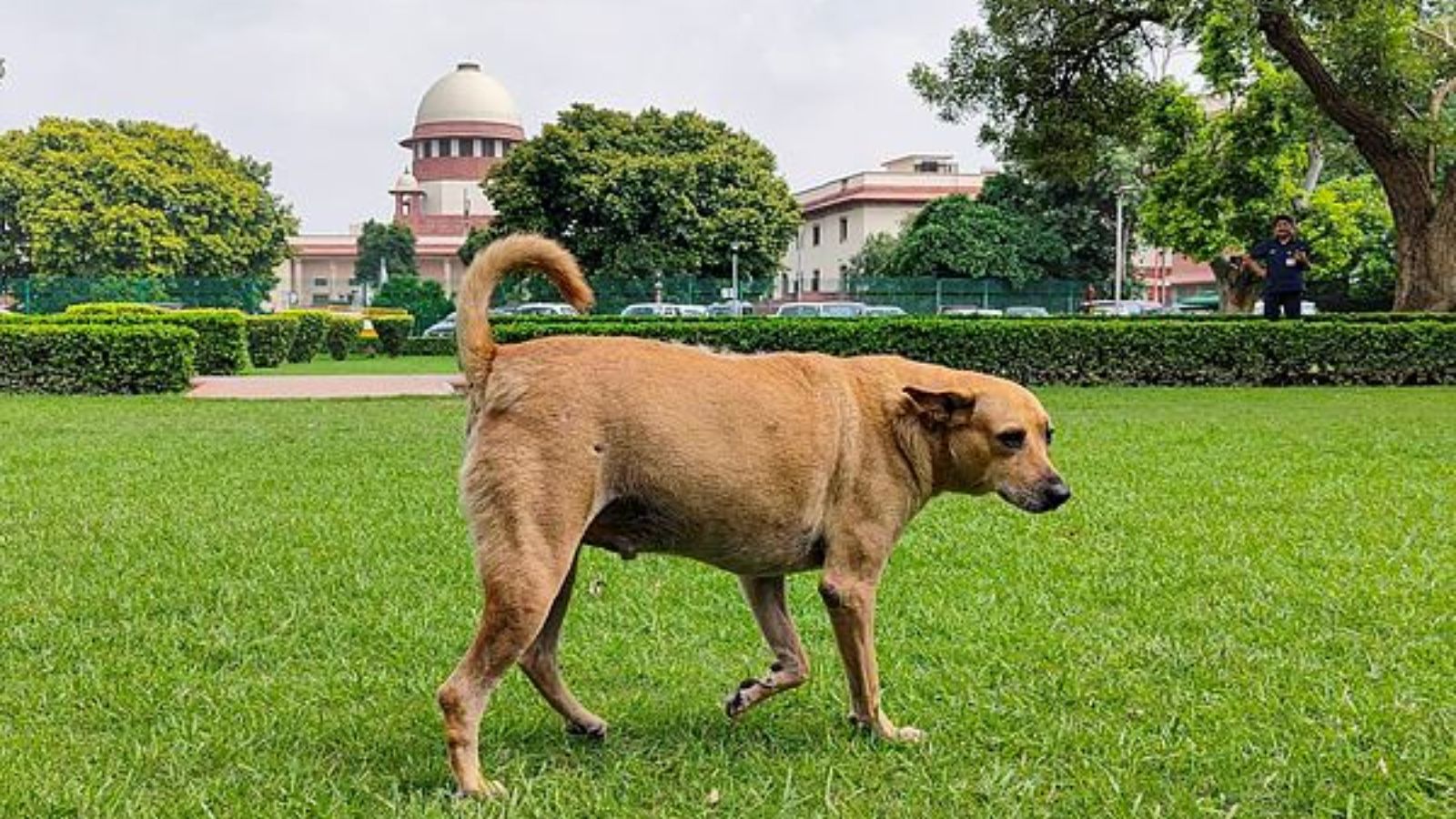 India's Stance on Animal Welfare Questioned Amid Supreme Court Stray Dog Rulings