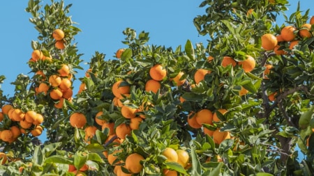 oranges