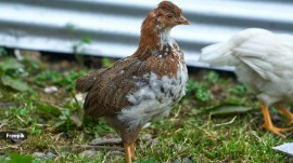 Genetic studies show us this H5N5 virus is distinct from the dominant H5N1 strain that is also circulating in birds worldwide.