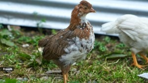 Genetic studies show us this H5N5 virus is distinct from the dominant H5N1 strain that is also circulating in birds worldwide.