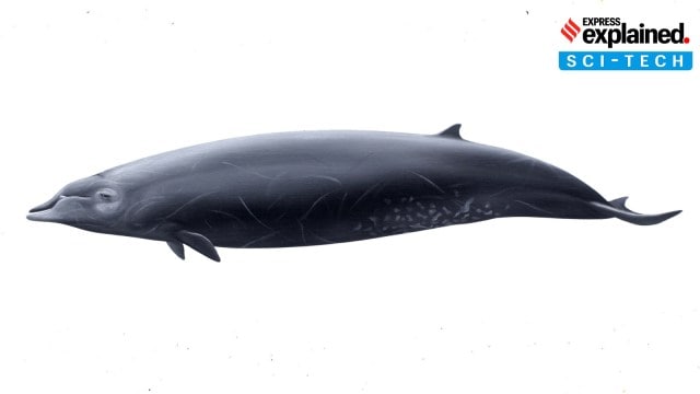 ginkgo-toothed beaked whales