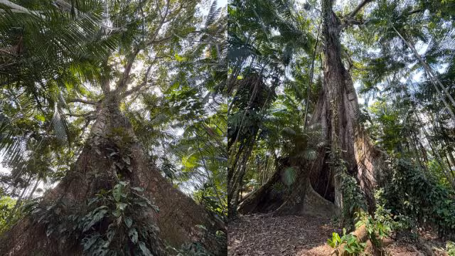 brazil, sacred Samaúma trees