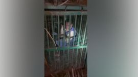 man in leopard cage