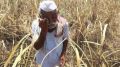 Reeling under loss of crops to floods: Farmer suicides in Marathwada rise to 899; Beed, Chhatrapati Sambhajinagar among worst hit areas