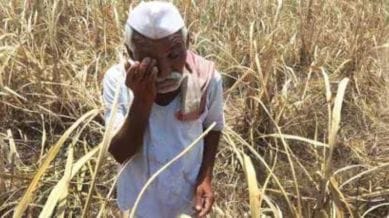 crop loss, maharashtra,