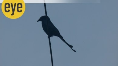 The black drongoes throw themselves at insects flushed from the mango tree