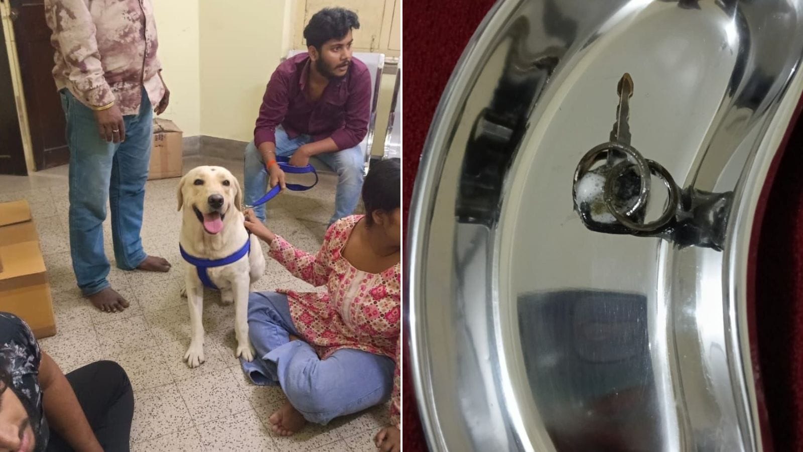 Kolkata pathology lab performs non-invasive endoscopic foreign body removal procedure, saves 2-year-old Labrador that swallowed bike keys
